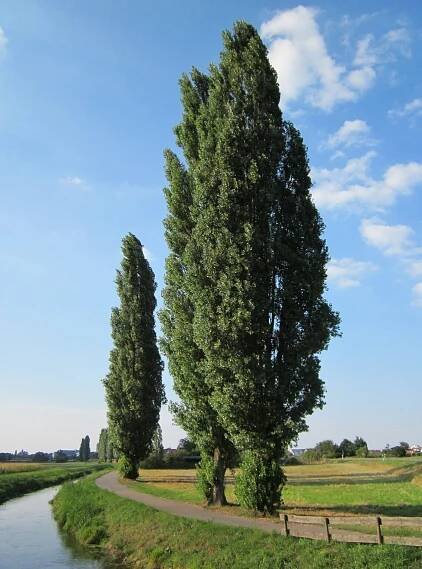Topol - Český herbář