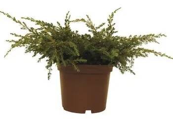 Jalovec obecný FloraSelf Juniperus communis 'Repanda' 20-30 cm květináč 2 l
