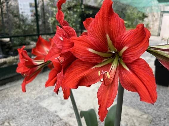 Zornica, (Hippeastrum)