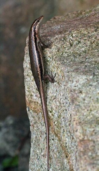 Seychelles skink