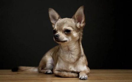 Historie plemene Chihuahua: ve které zemi se poprvé objevili psi? odkud se vzali?