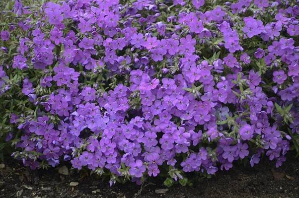Purple Sprite Phlox