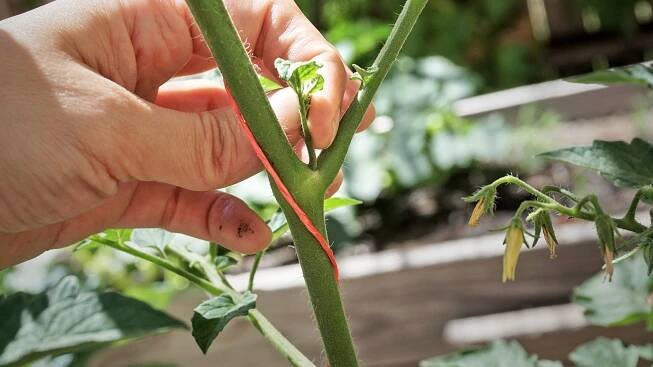 Pinching Plants: Expert Tips For Bigger, Better Growth
