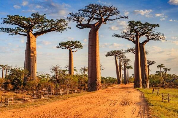 Our Green Planet – Five amazing plants you may never have heard of