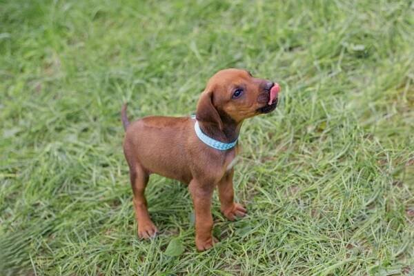 Rhodéský Ridgeback, štěňátka bez PP