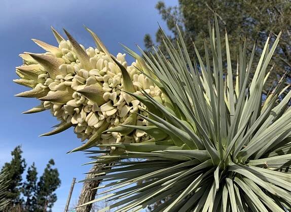 Yucca brevifolia