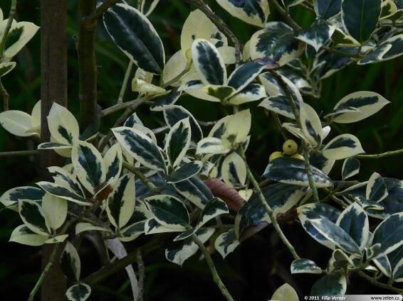 Ilex aquifolium Silver van Tol cesmína ostrolistá