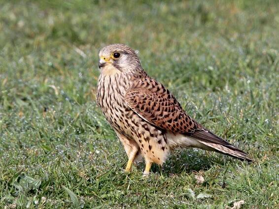  - Eurasian Kestrel