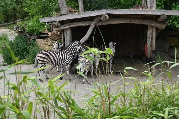 Zebra-Unterstand