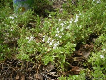 Mateřídouška úzkolistá - přírodní bílá forma (Thymus serpyllum)