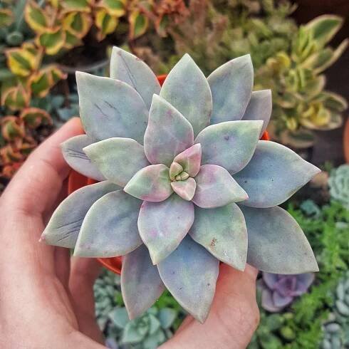 @SucculentsIrsko