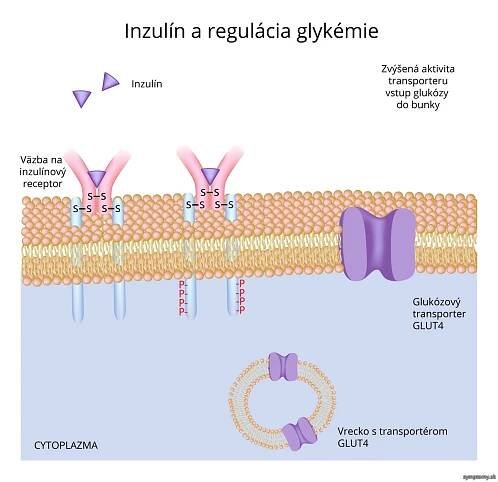Inzulín a regulácia glykémie