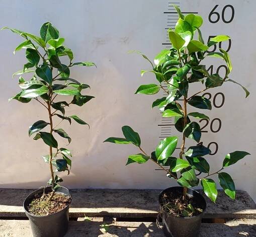 Kamélie japonská žlutá stálezelená Camellia jap. Brushfield Yellow VELKÁ
