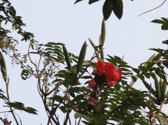 Spathodea campanulata – eFlora of India