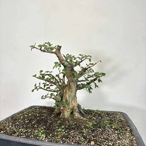 Water Elm Update - Underhill Bonsai