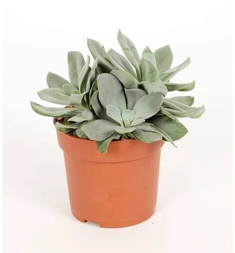 Tlustice vejčitá "Boomerang Blue" průměr květináče cca 10,5 cm Crassula rochea f nakoupit u OBI