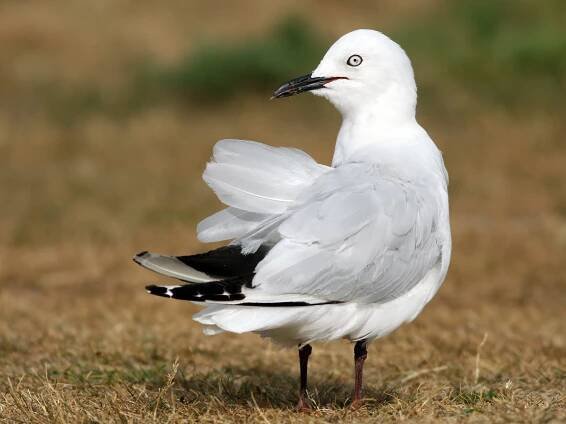  - Black-billed Gull