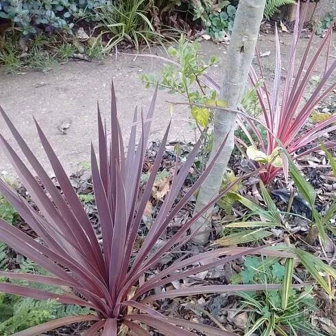 cordyline australis red star