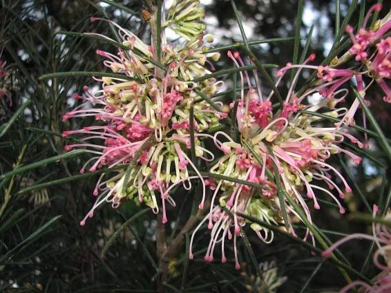 Kvetoucí Hakea verrucosa