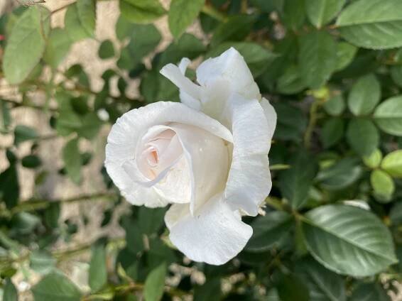 Rosa Bianca