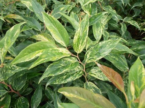 Leucothoe walteri ́Rainbow ́