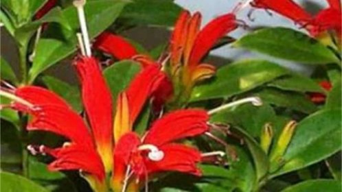 Eschynantus: tropické květy mohou zdobit i váš byt 