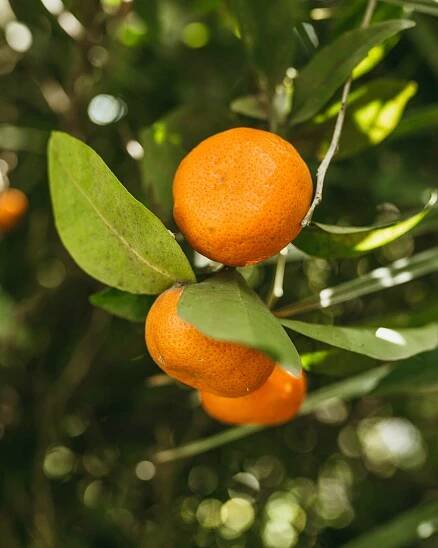 Mandarine | Finca el Quinto