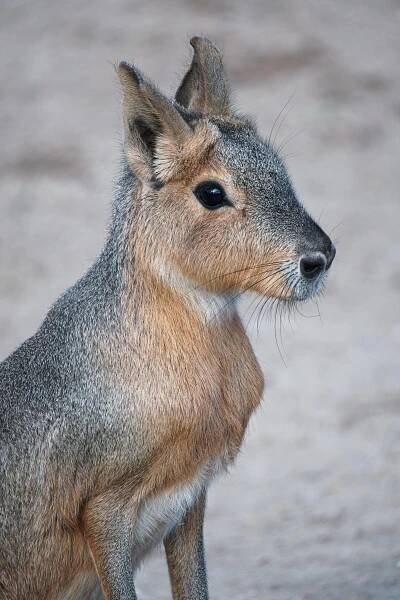 bezplatná Základová fotografie zdarma na téma adaptivní druhy, africké divoké zvěře, biodiverzity Základová fotografie