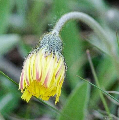 Jestřábník chlupáček (Pilosella officinarum)
