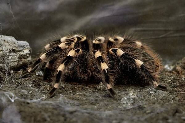 Tarantule ptačí: Největší pavouk planety je smrtící a velmi chutný