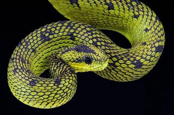 Velká jezera viper (Zmije Nitscheiova) — Stock obrázek