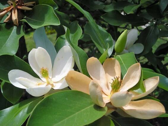 Magnolia virginiana (Sweet Bay Magnolia)