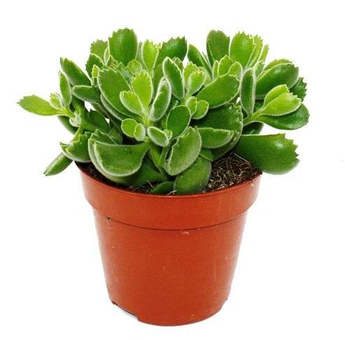 Cotyledon tomentosa "Green Footprint" - Zelené stopy - Obrázek produktu 