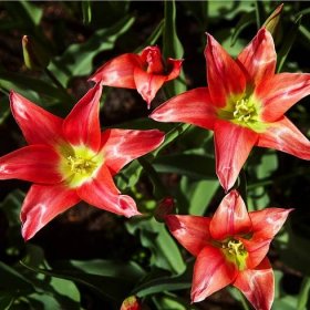 Tulipán Linifolia – Tulipa – cibule – pěstování