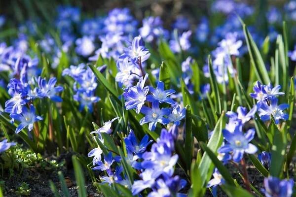 Nejkrásnější první jarní cibuloviny: Ladonička bělomodrá (Chionodoxa luciliae) 