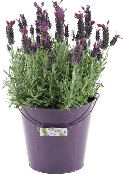 Levandule "Anouk" v zinkovém květináči pr. květináče cca 12 cm Lavandula