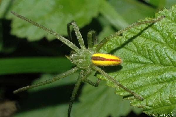Česká arachnologická společnost - Rod: Micrommata → Čeleď: Sparassidae