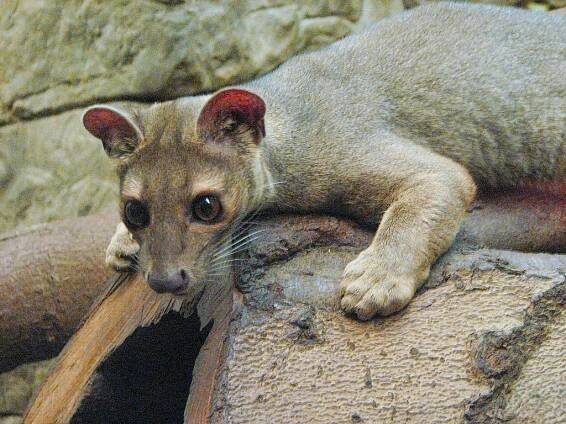 Soubor:Fossa at the Cincinnati Zoo.jpg – Wikipedie