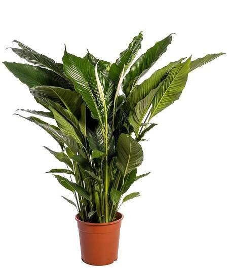 Toulcovka (Spathiphyllum) "Sweet Sebastiano", cca 100 cm, pr. kv. cca 24 cm