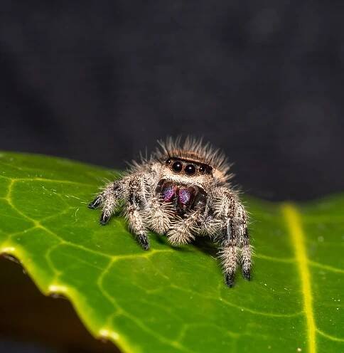 skákací pavouk phidippus regius žena - skákavkovití - stock snímky, obrázky a fotky
