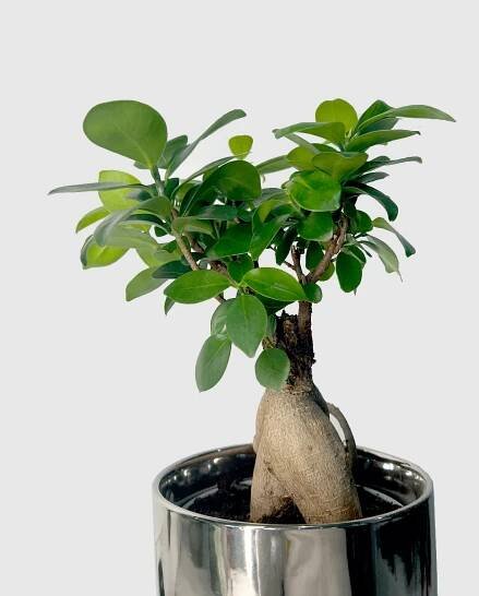 Bonsaj Ficus Ginseng (M) - Onlyplants