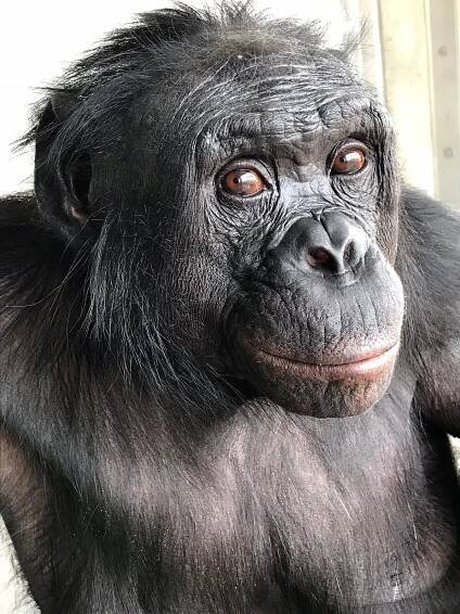 Kanzi the Bonobo, Who Learned Language and Made Stone Tools, Dies at Age 44