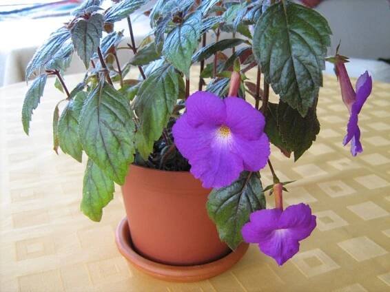 gesneriaceae, podpětovité, saintpaulia, STREPTOCARPUS | pěstování a množení