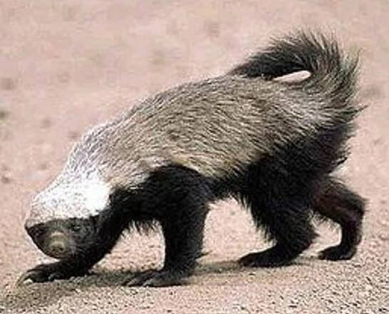Soubor:Honey badger.jpg – Wikipedie