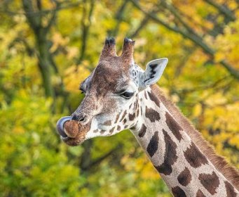 Žirafy na dosah. Ústecká zoo postaví u pavilonu mohutných savců vyhlídku