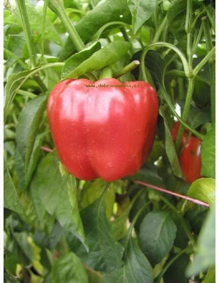 Paprika roční - RUBIKA F1 - 15 ks | Dobrasemena.cz