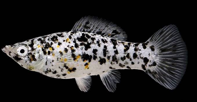 Molly Fish (Poecilia sphenops)
