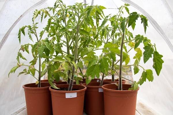 EFFICACY EVALUATION OF BEAUVERIA BASSIANA AGAINST TUTA ABSOLUTA (GNORAB) UNDER CONTROLLED CONDITIONS – Agrigeos