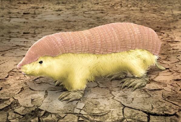 Mysterious Life of the Pink Fairy Armadillo