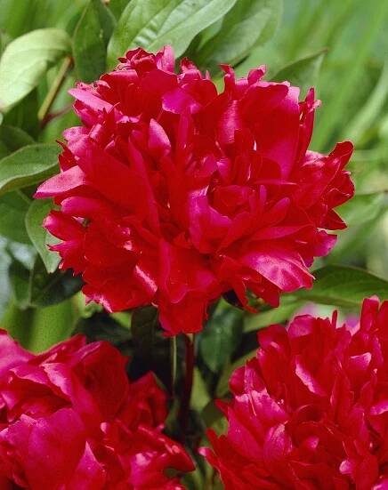 Pivoňka (Paeonia) Red Magic (1 hlíza, červená)